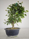 *Ca 2. Carpinus coreana 120 euros con envio gratis peninsula.