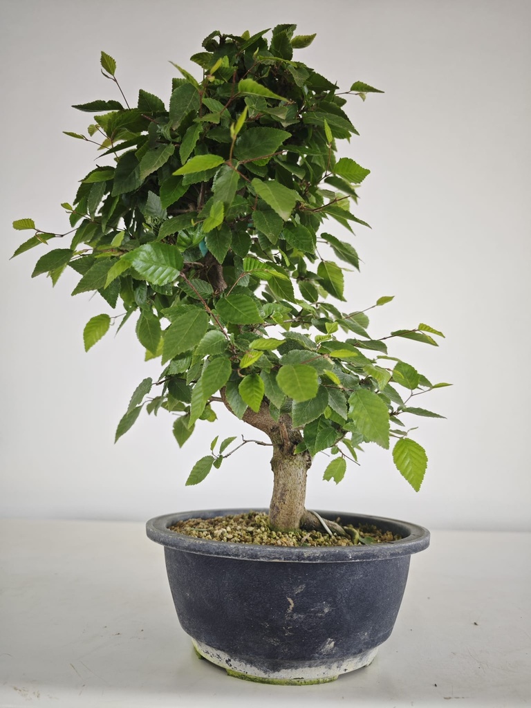 *Ca 2. Carpinus coreana 120 euros con envio gratis peninsula.