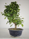*Ca 2. Carpinus coreana 120 euros con envio gratis peninsula.