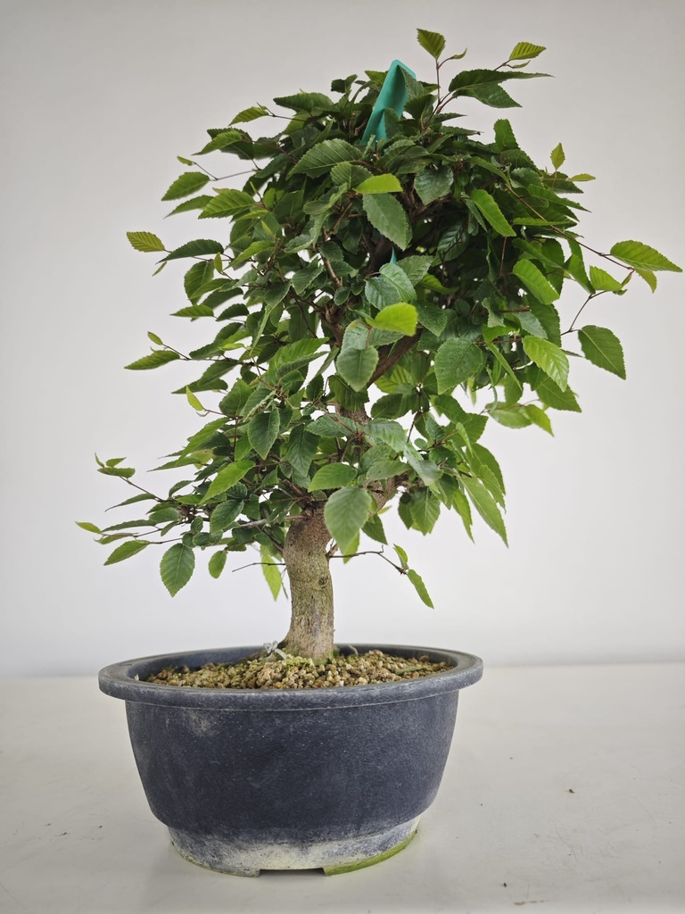 *Cr 2. Crataegus cuneata 180 euros con envio gratis peninsula.