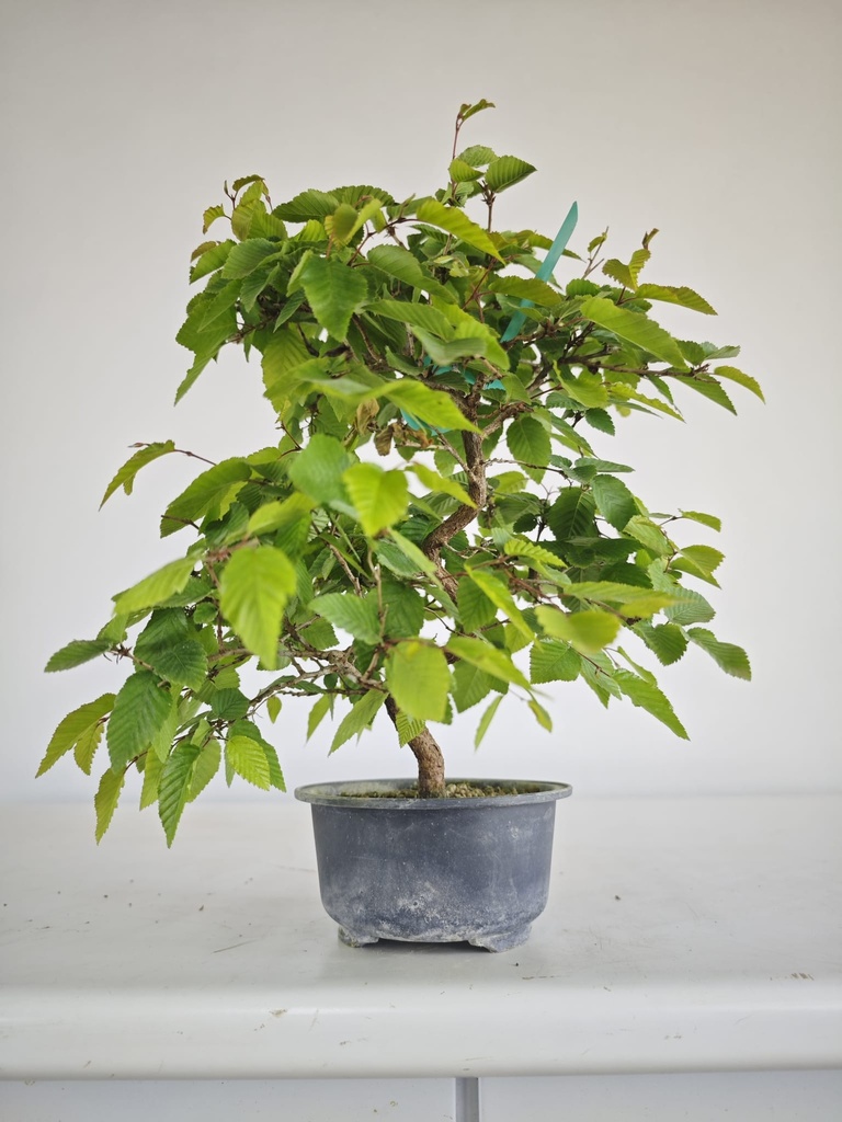 *Car 1. Carpinus coreana 70 euros con envio gratis peninsula.