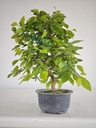 *Car 1. Carpinus coreana 70 euros con envio gratis peninsula.