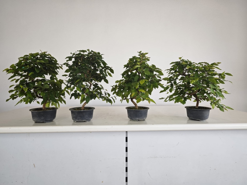 *Car 1. Carpinus coreana 70 euros con envio gratis peninsula.