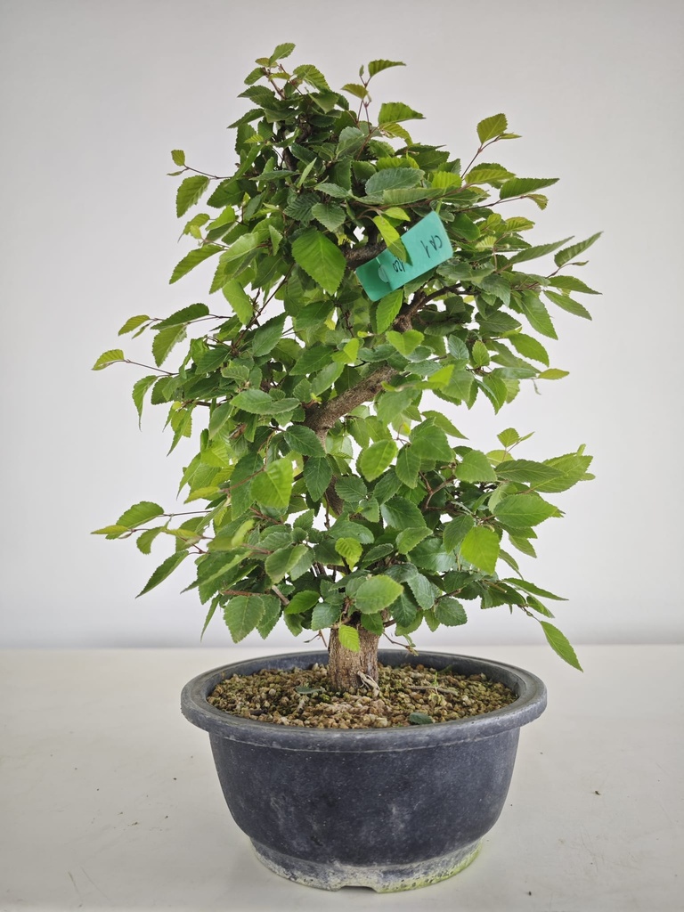 *Ca 1. Carpinus coreana 120 euros con envio gratis peninsula.