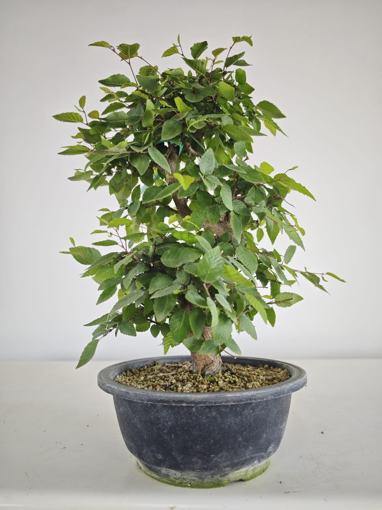*Ca 1. Carpinus coreana 120 euros con envio gratis peninsula.