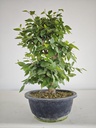 *Ca 1. Carpinus coreana 120 euros con envio gratis peninsula.