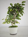 *Cr 1. Crataegus cuneata 180 euros con envio gratis peninsula.