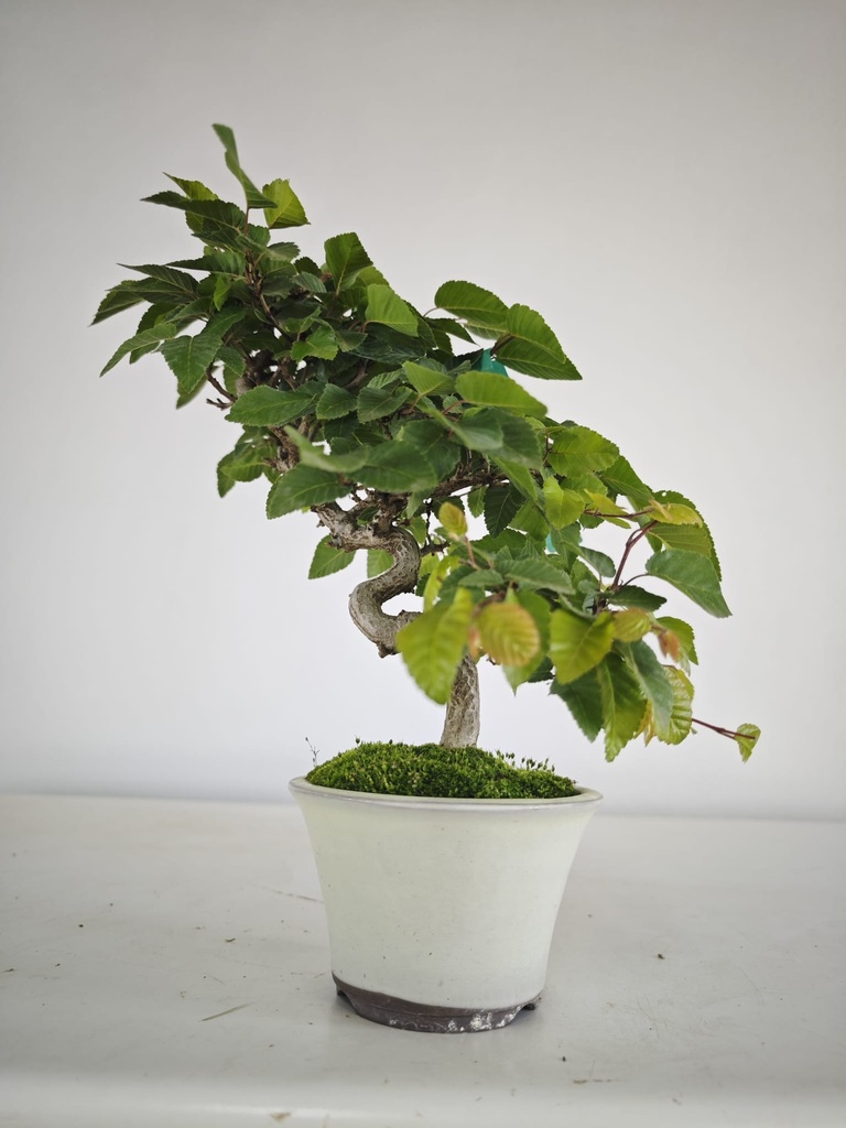 *Cr 1. Crataegus cuneata 180 euros con envio gratis peninsula.