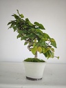 *Cr 1. Crataegus cuneata 180 euros con envio gratis peninsula.