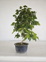 *Car 1. Carpinus coreana 70 euros con envio gratis peninsula.