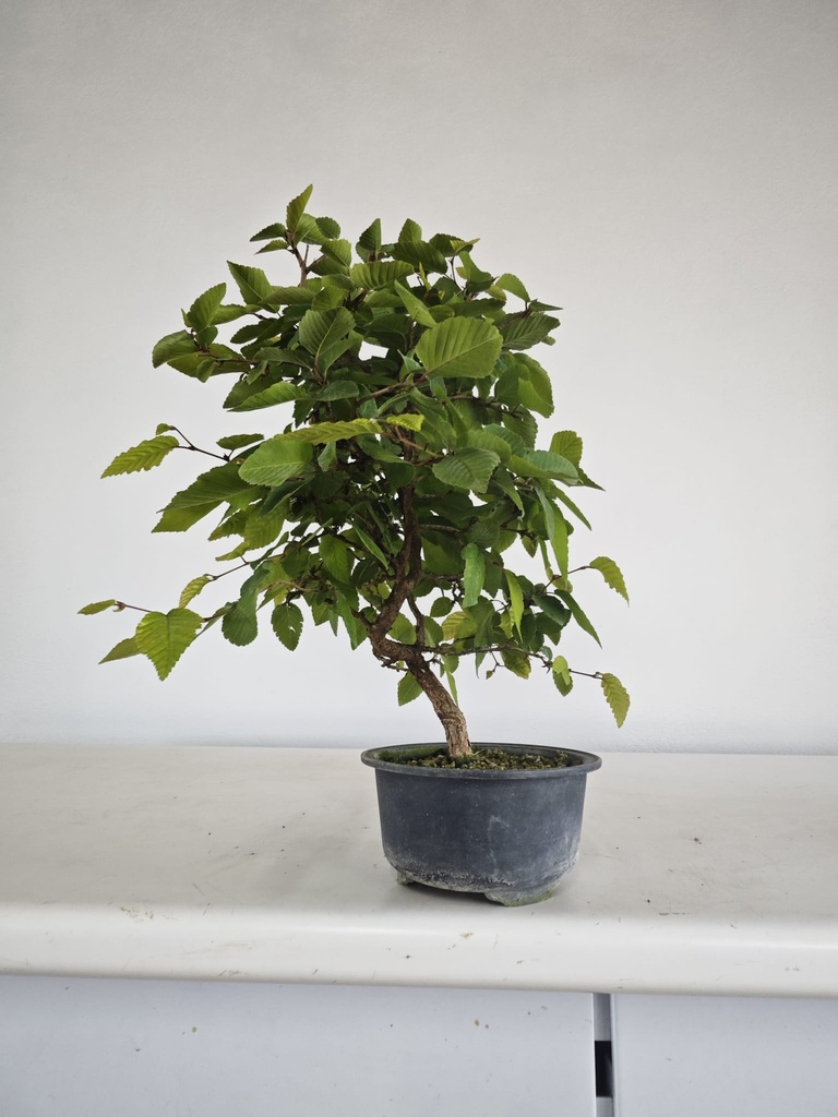 *Car 1. Carpinus coreana 70 euros con envio gratis peninsula.