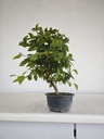 *Car 1. Carpinus coreana 70 euros con envio gratis peninsula.