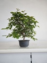 *Car 1. Carpinus coreana 70 euros con envio gratis peninsula.