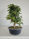 *Ca 4. Carpinus coreana 120 euros con envio gratis peninsula.