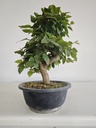 *Ca 4. Carpinus coreana 120 euros con envio gratis peninsula.