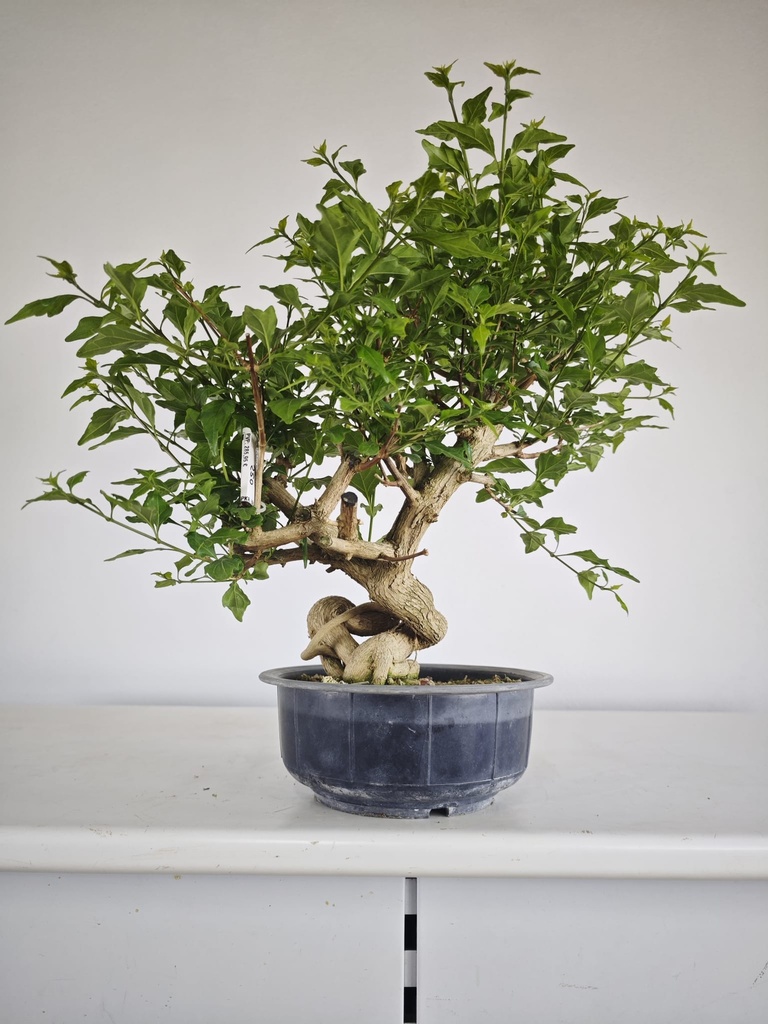 *E 1. Euonymus sp. 250 euros con envio gratis peninsula.