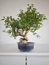 *E 1. Euonymus sp. 250 euros con envio gratis peninsula.
