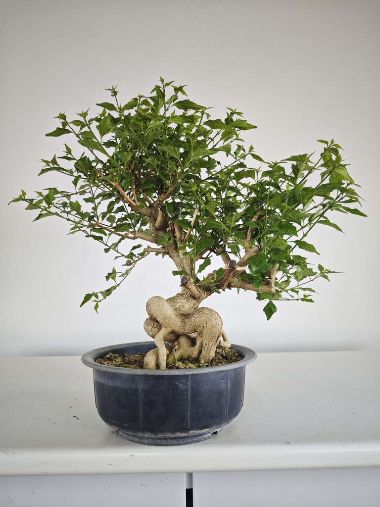 *E 1. Euonymus sp. 250 euros con envio gratis peninsula.