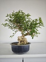 *E 1. Euonymus sp. 250 euros con envio gratis peninsula.