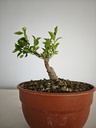 R 1. Ficus retusa 150 euros con envio gratis peninsula.