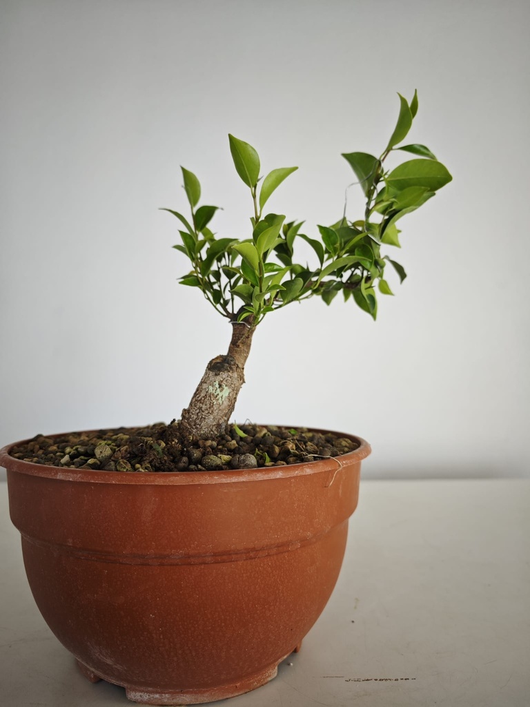 R 1. Ficus retusa 150 euros con envio gratis peninsula.