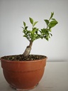 R 1. Ficus retusa 150 euros con envio gratis peninsula.