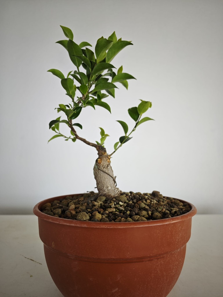 R 4. Ficus retusa 150 euros con envio gratis peninsula.