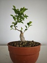 R 4. Ficus retusa 150 euros con envio gratis peninsula.