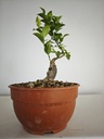 R 4. Ficus retusa 150 euros con envio gratis peninsula.