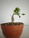 R 2. Ficus retusa 150 euros con envio gratis peninsula.