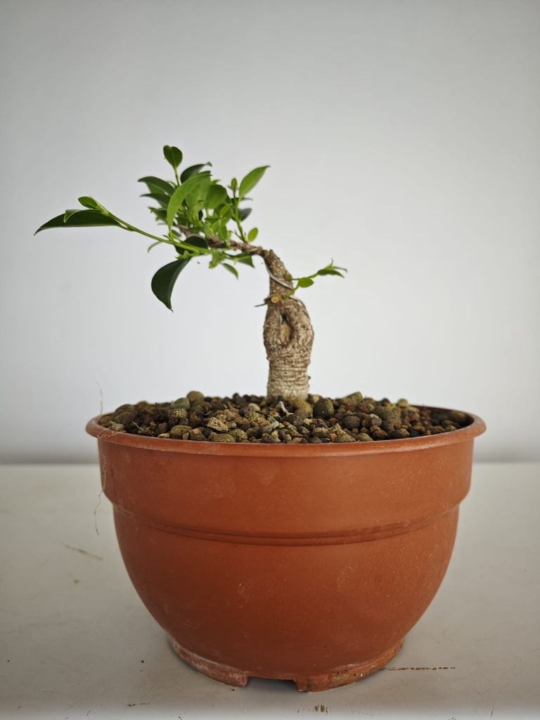 R 2. Ficus retusa 150 euros con envio gratis peninsula.