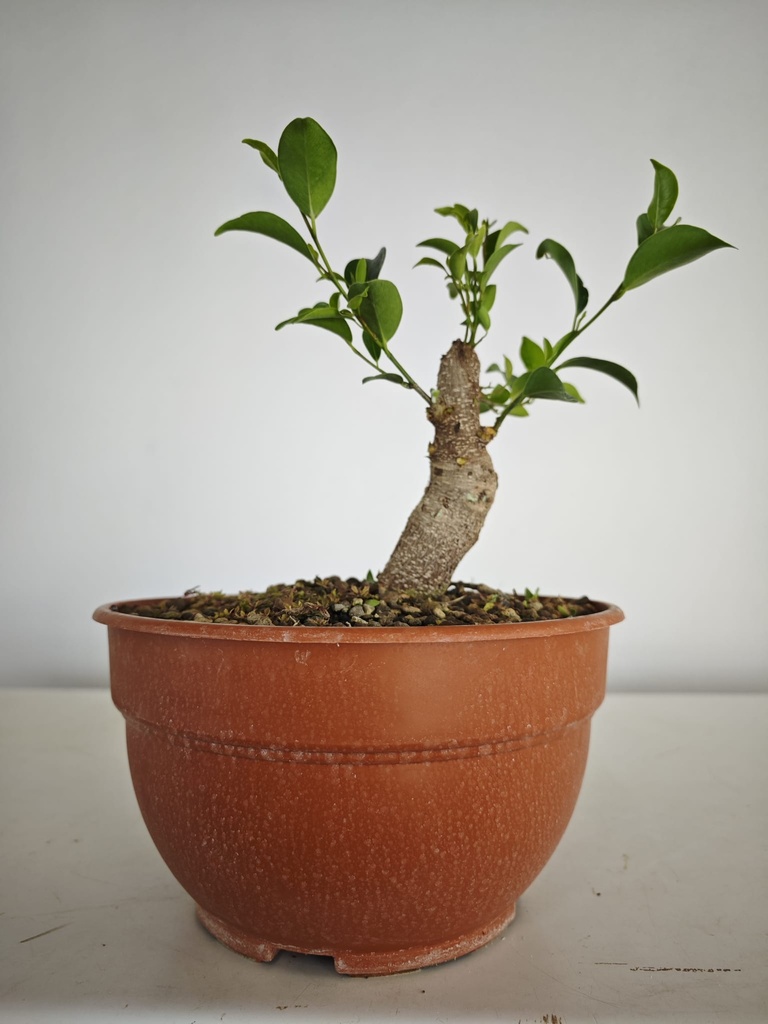 R 3. Ficus retusa 150 euros con envio gratis peninsula.