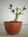 R 3. Ficus retusa 150 euros con envio gratis peninsula.