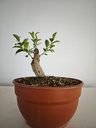 R 3. Ficus retusa 150 euros con envio gratis peninsula.