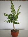 C 2. Celtis chinensis 310 euros con envio gratis peninsula.