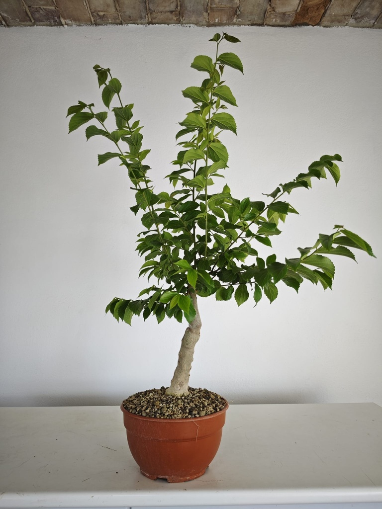C 2. Celtis chinensis 310 euros con envio gratis peninsula.