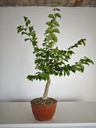 C 2. Celtis chinensis 310 euros con envio gratis peninsula.