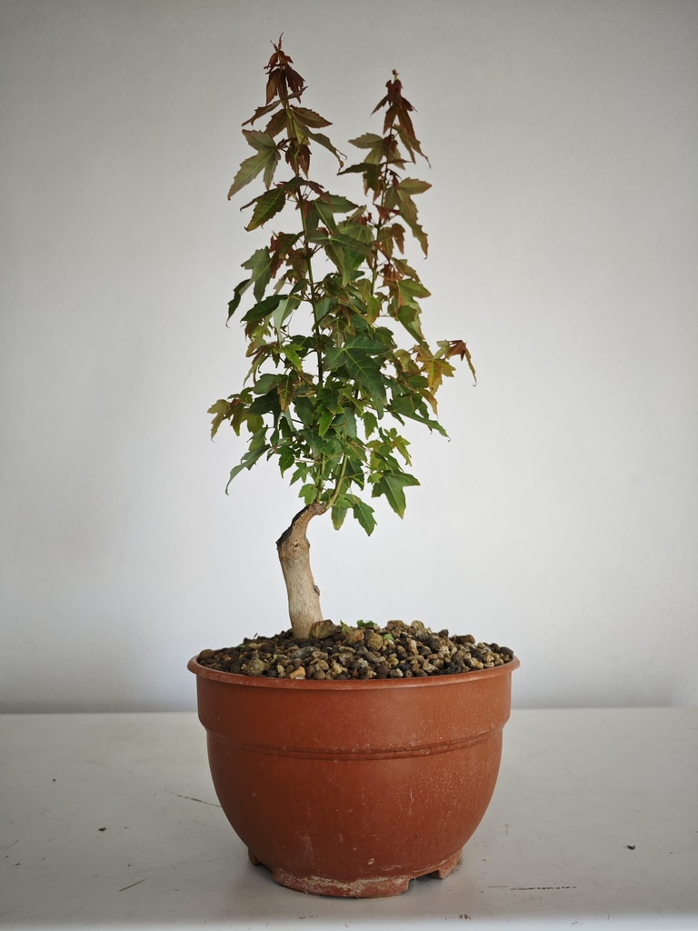 B 4. Acer buergerianum 150 euros con envio incluido peninsula y Portugal. Passport 25/00001