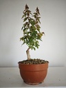 B 4. Acer buergerianum 150 euros con envio incluido peninsula y Portugal. Passport 25/00001