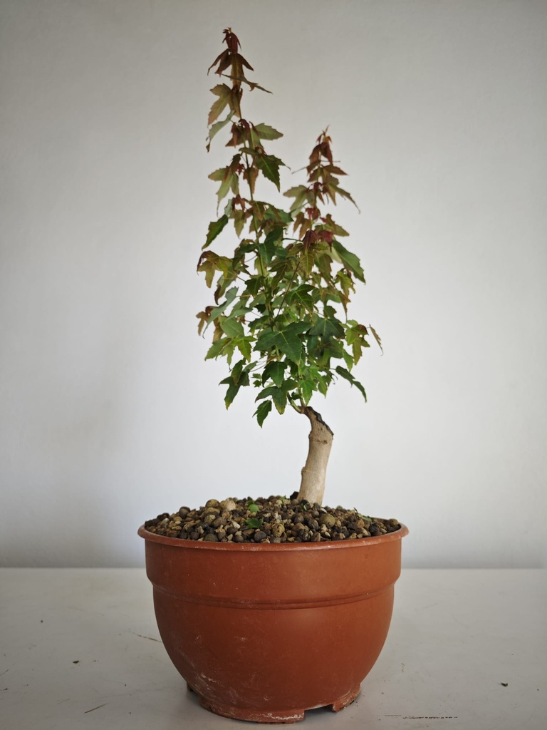 B 4. Acer buergerianum 150 euros con envio incluido peninsula y Portugal. Passport 25/00001