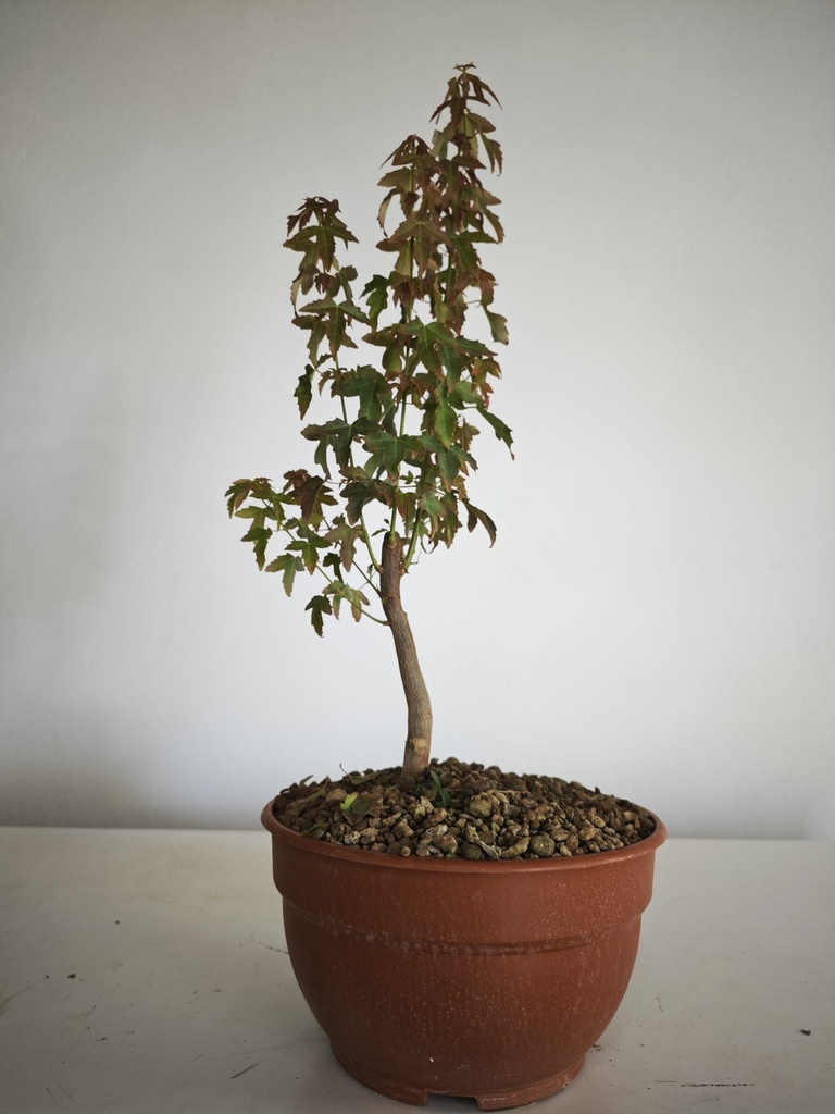 B 16. Acer buergerianum 150 euros con envio gratis peninsula.