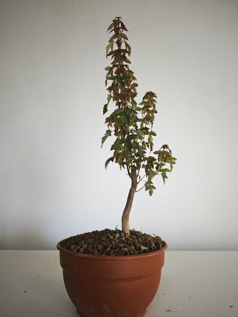 B 16. Acer buergerianum 150 euros con envio gratis peninsula.