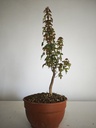B 16. Acer buergerianum 150 euros con envio gratis peninsula.