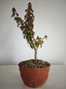 B 10. Acer buergerianum 150 euros con envio gratis peninsula.