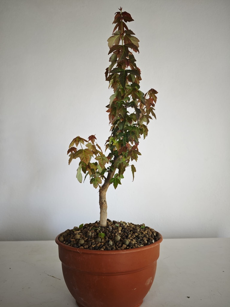 B 15. Acer buergerianum 150 euros con envio gratis peninsxula.