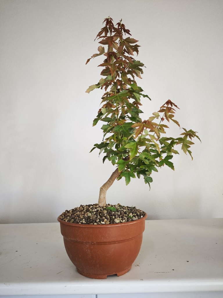 B 9. Acer buergerianum, 150 euros con envio gratis peninsula.