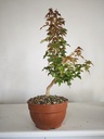 B 9. Acer buergerianum, 150 euros con envio gratis peninsula.