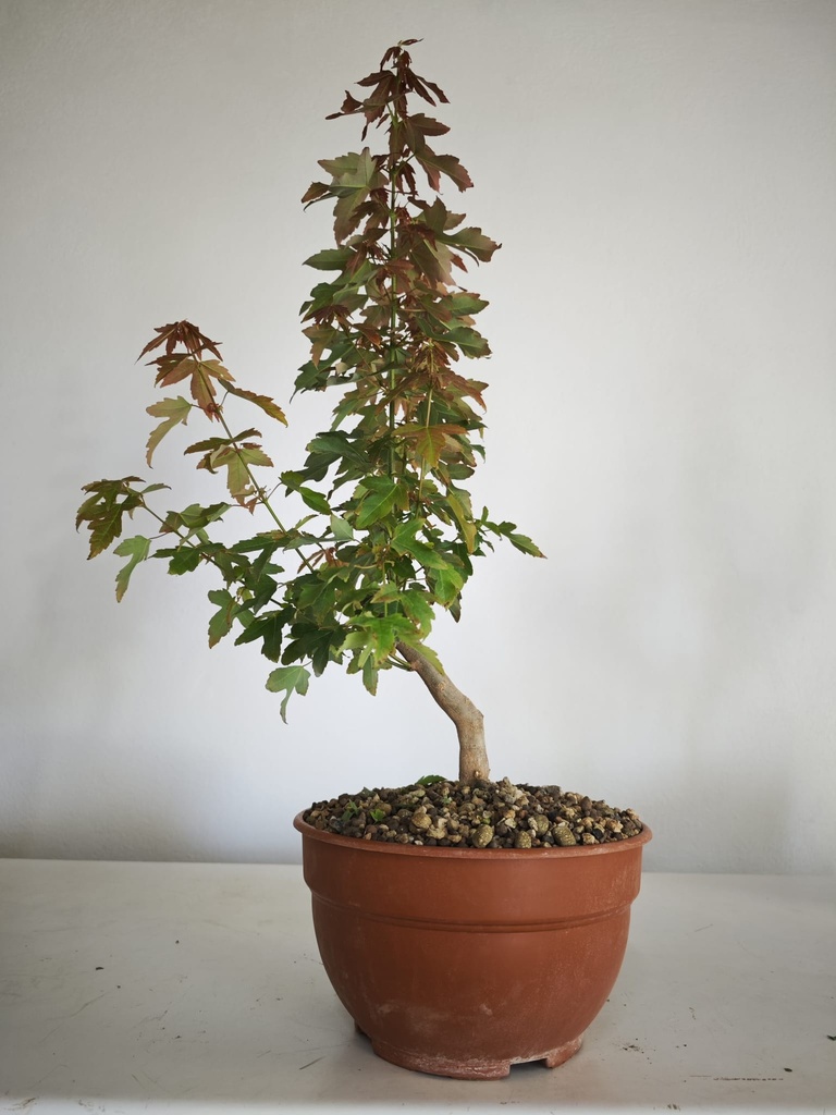 B 9. Acer buergerianum, 150 euros con envio gratis peninsula.