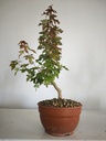 B 9. Acer buergerianum, 150 euros con envio gratis peninsula.