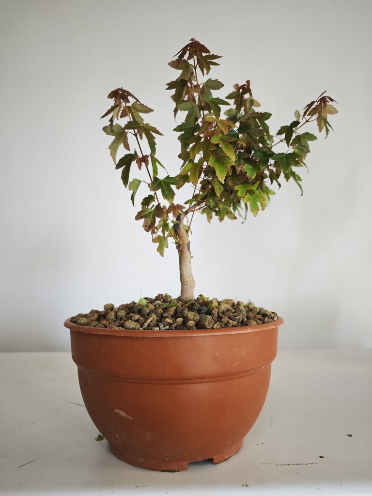 B 20. Acer buergerianum 150 euros con envio gratis peninsula.
